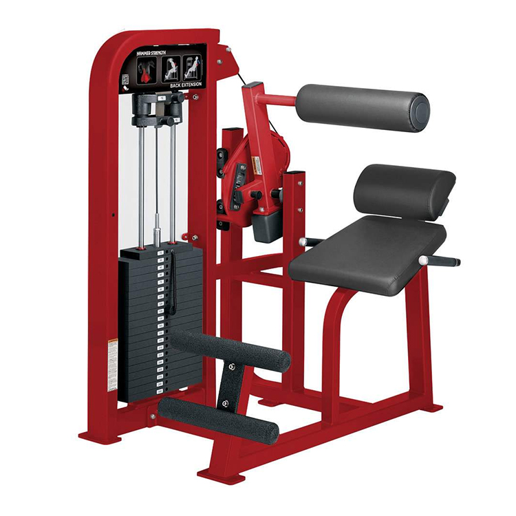 পিছনের পেশী